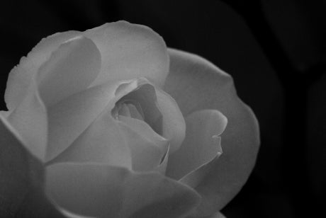 Black and white closeup of a rose.