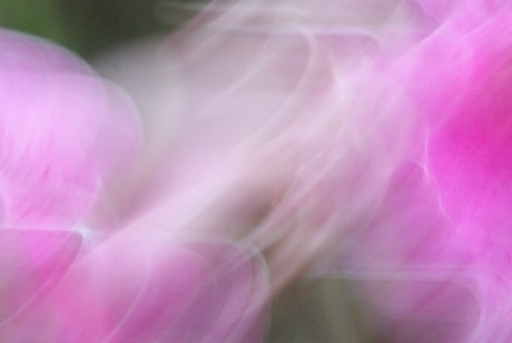 Closeup of a pink flower, out of focus.