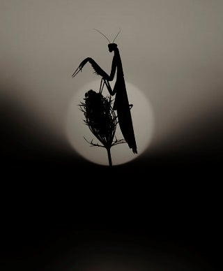 Black and white image with a praying mantis on a plant in silhouette in front of a circular moon or sun in the background.