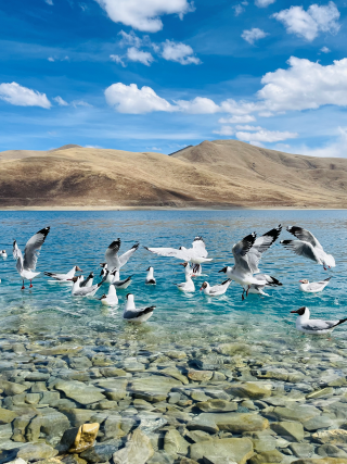 A flock of birds in water. Stones can be seen on the bottom through the clear water and there are mountains on the background.