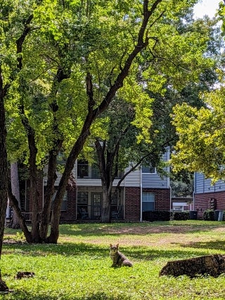 Large green tree on green grass with a building partially visible in the background. A cat is sitting in front of the tree.