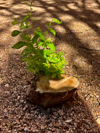 New green growth coming up from a tree stump.