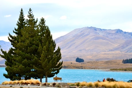 Landscape of Lake Tekapo in New Zealand with dark green pine trees, bright blue water, and dry rolling mountains behind.