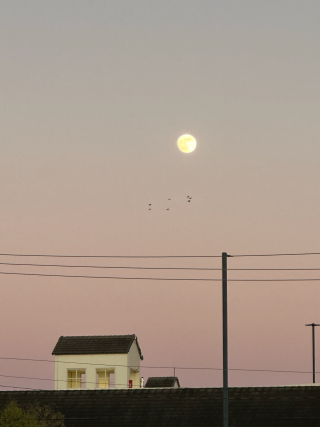 A house in the distance in front of a sky at dusk with a full moon.
