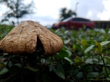Mushroom in sharp focus on the foreground, surrounded by foliage. Red car out of focus on the background.
