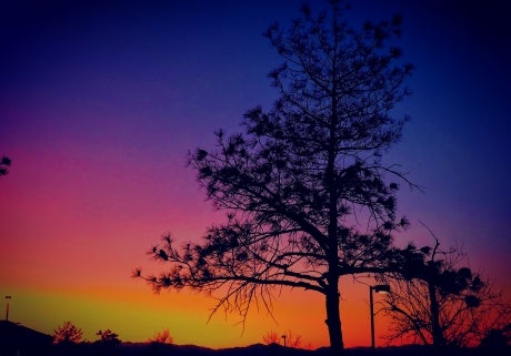 A tree at sunset. Sky in the background ranges in color from blue, pink, orange to yellow.