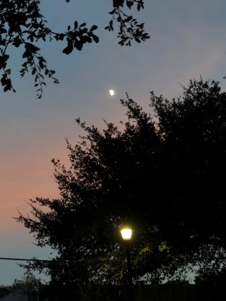 Evening sky with colors of dusk, surrounded by tree branches. A partial moon is visible in the center of the sky, and a lamp can be seen in the lower part.