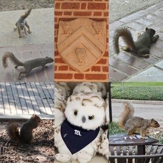 A collage of images reflecting squirrels and a plush toy owl.