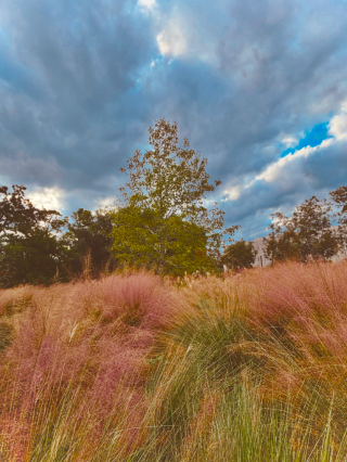 Tree stands behind tall grass.