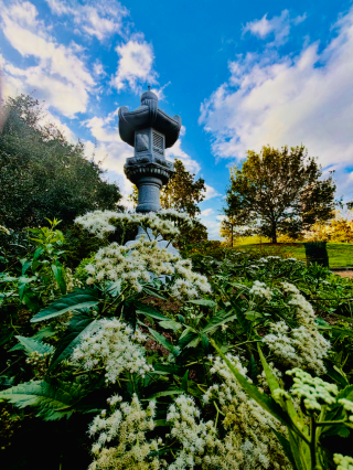 Decorative stone structure is partially visible behind a lush green plant. Trees in the background beneath a blue sky.