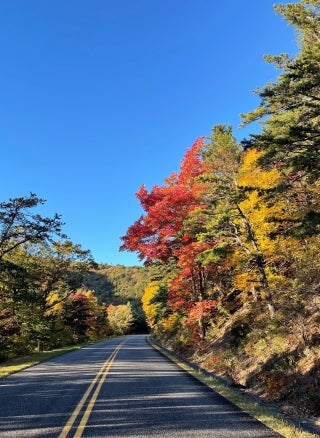 Stretch of open road with colorful trees on both sides, under a clear blue sky.