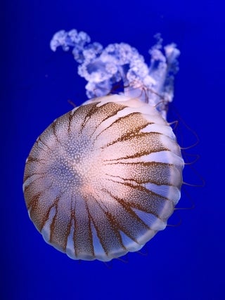 A jellyfish with a blue water background.