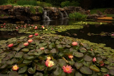 Lilly pads and flowers in the water. Stones and green landscape in the background.