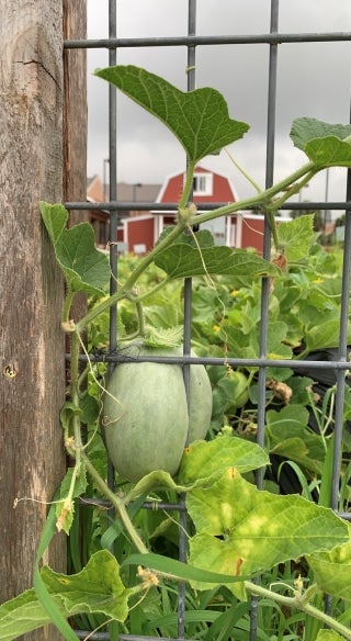 A plant attached to a metal fence. Red building in the background.