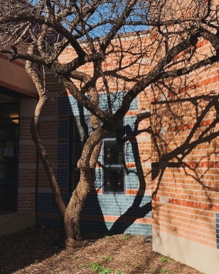 A tree with multiple branches in front of a red and blue brick wall. Shadows of the branches are visible on the wall.