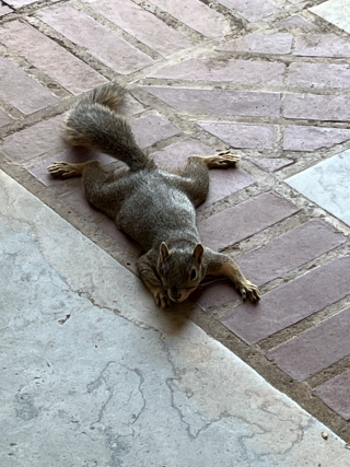 A squirrel splooting on stone tiles.