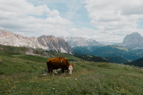 A cow high up in the Dolomites (Italian alpine range), with the unobstructed view of mountains all around.