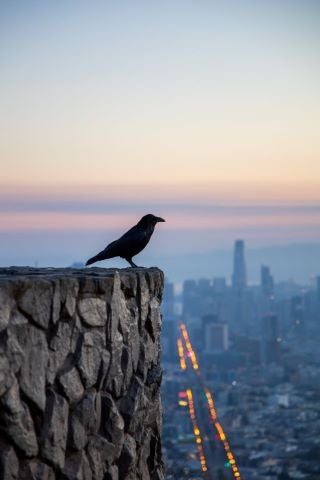 Black bird on a cliff with city light in the background